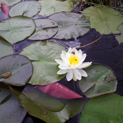 Lily pads and flower with a bee