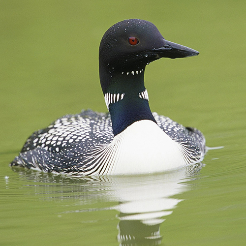 A loon in Woodland Caribou Provincial Park