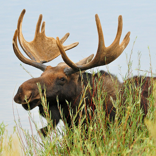 A moose in Woodland Caribou Provincial Park